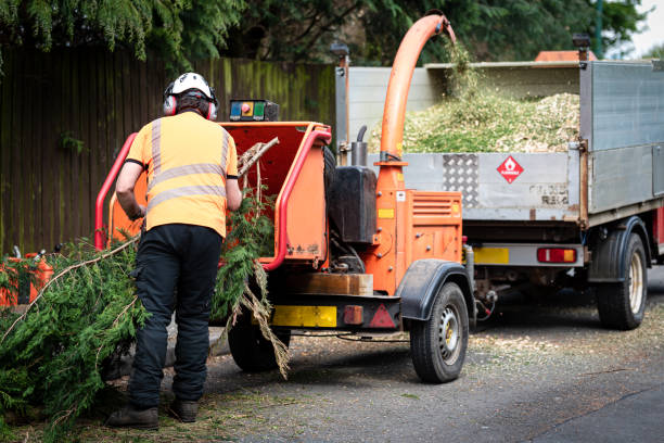 Twin City, GA Tree Removal Company